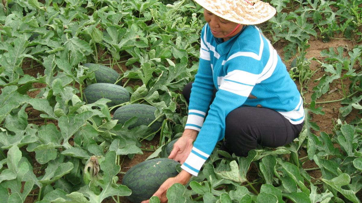 Trúng mùa nông dân vui mừng đón tết. Giá dưa hấu tại vườn hôm nay