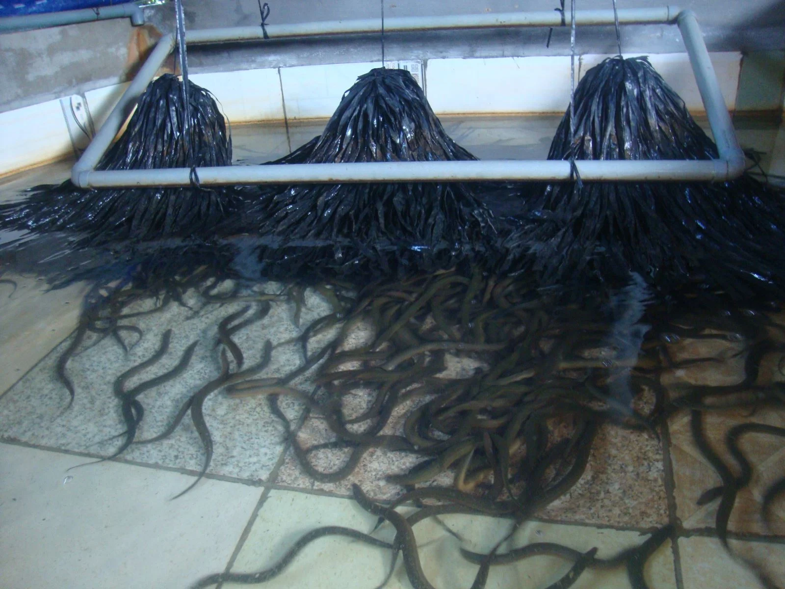 Ra mắt mô hình nuôi lươn không bùn lươn giống trong bể xi măng