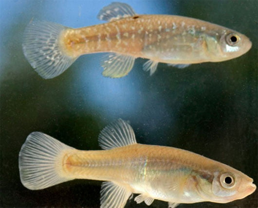 Cá bạc đầu thuộc họ Killi, cá có ngoại hình nhỏ bé. Ngoài ra, làm sao để biết đặc tính sinh học của cá? Đừng bỏ lỡ bài sau.