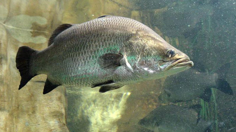 Cá chẽm phát triển tốt trong môi trường nước ngọt. Ngoài ra, loài cá này còn có những đặc điểm sinh học nổi bật nào? Đừng bỏ lỡ thông tin sau.