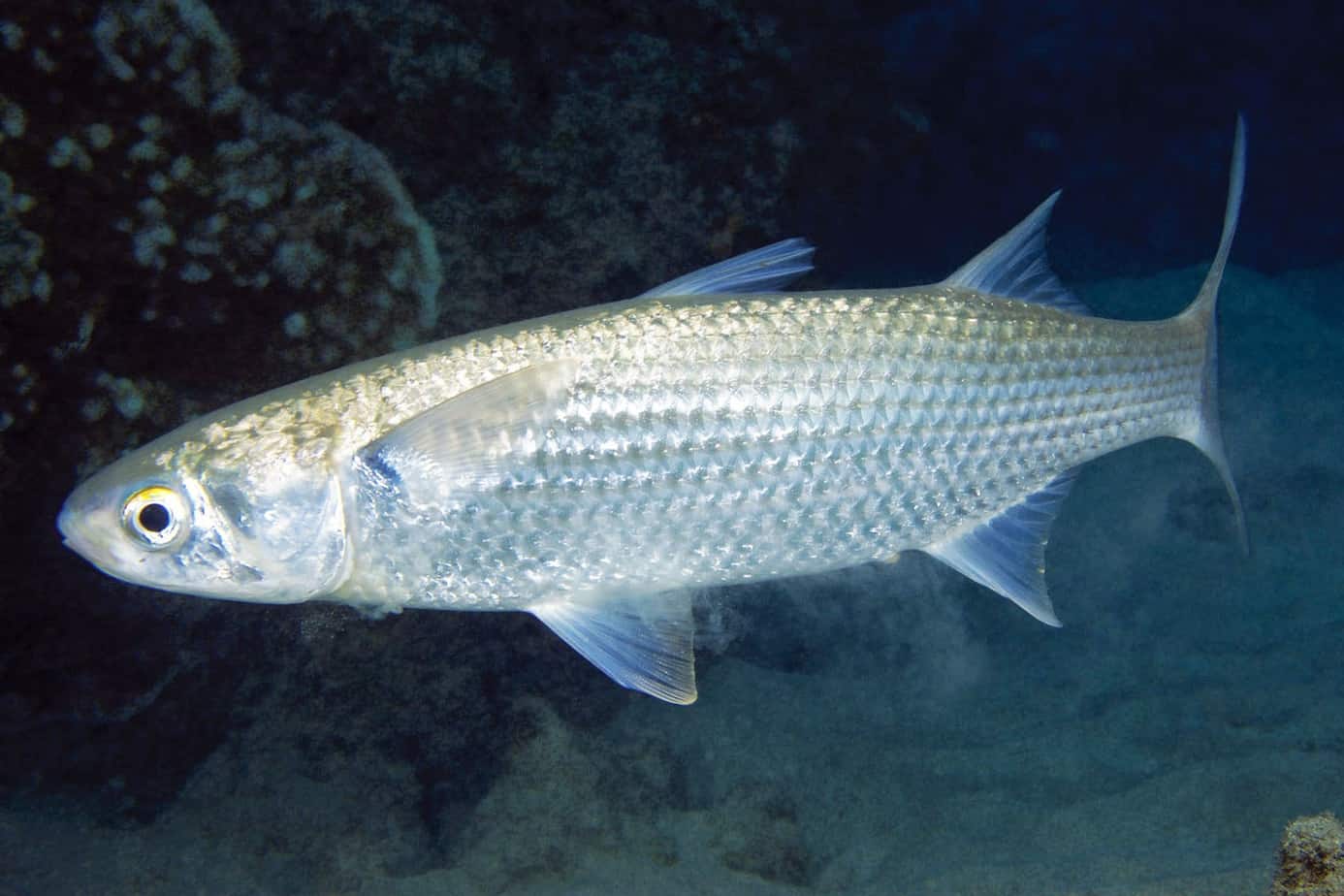 Cá đối mục có đặc tính sinh học nào? Loài cá có thân hình trắng sáng và dài.