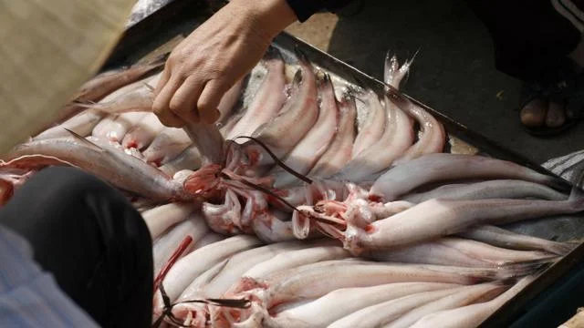 Cá khoai nước ngọt có thân hình dài và gầy. Cách nhận biết đặc điểm nổi trộ của cá thông qua tập tính.