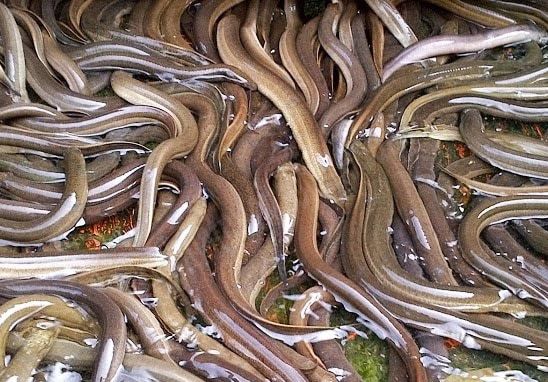 Lươn có đặc tính sinh học nào? Cùng chuyên gia hiểu rõ về từng đặc tính của loài lươn.