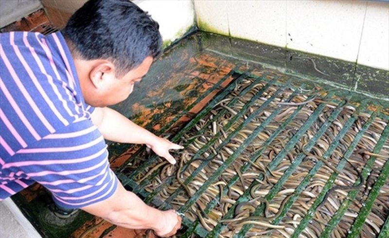 Kỹ thuật nuôi lươn không bùn trong bể xi măng được áp dụng rộng rãi