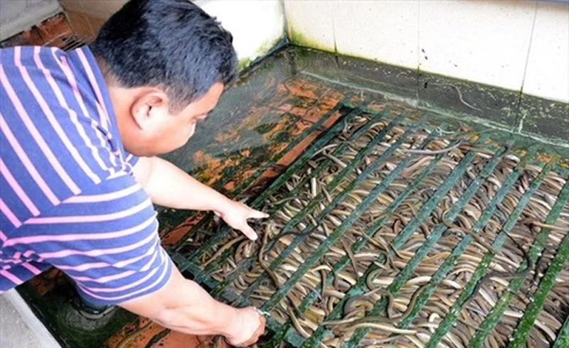 Kỹ thuật nuôi lươn không bùn trong bể xi măng  Lợi nhuận khủng từ nuôi  lươn không bùn  LamNongTV  YouTube