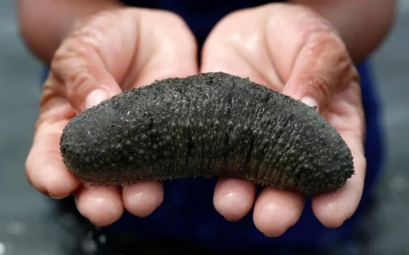  Những lưu ý quan trọng nhất trong việc nuôi hải sâm biển tạo kết quả cao