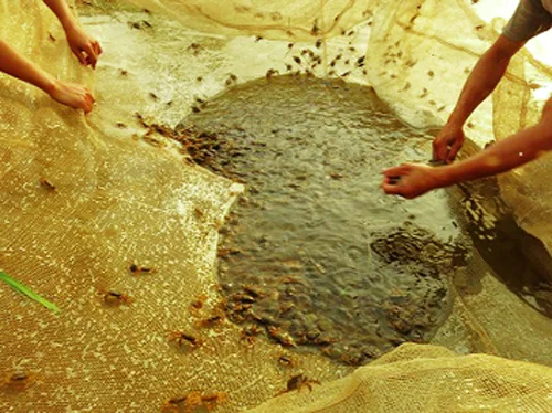 Quy trình quản lý và chăm sóc con rạm rất dễ, nếu bạn biết tới bí quyết sau. Sẽ tạo ra kết quả cao. Ngoài nguồn nước bà con cần chú ý điểm quan trọng sau.