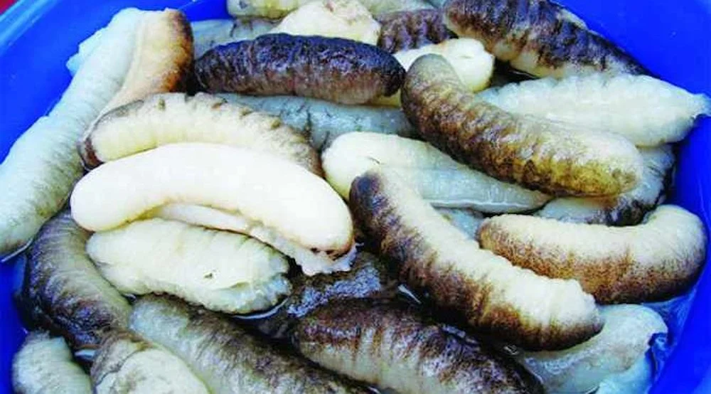 Quy trình quản lý và chăm sóc hải sâm biển tốt nhất hiện nay. Hãy cùng hiểu rõ hơn về cách làm ao nuôi đạt tiêu chuẩn nhất.