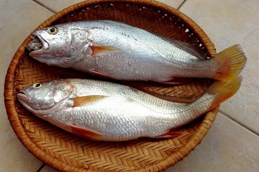 Cá đù đỏ là một thương phẩm xuất khẩu hàng đầu Việt Nam. Vậy làm sao để nuôi cá đù đỏ đạt kết quả cao nhất. Bài viết dưới đây sẽ giúp bà con có kỹ năng nuôi cá đù đỏ chính xác nhất.