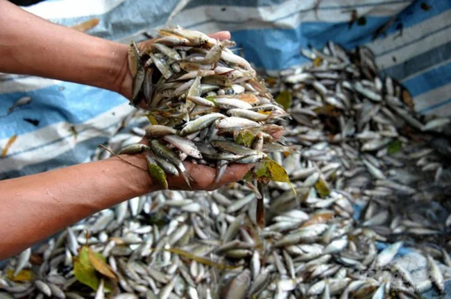  Độc đáo trong mô hình nuôi cá linh non lãi hàng trăm triệu đồng mỗi năm