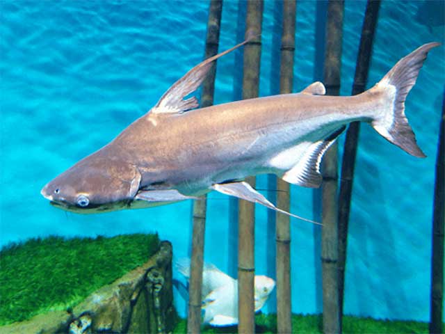 Làm sao để thuần hóa khi nuôi loài cá mập? Cá mập có dễ nuôi? Bài viết dưới đây sẽ chia sẻ bí quyết tạo ra mô hình nuôi cá mập trong nhà thành công.