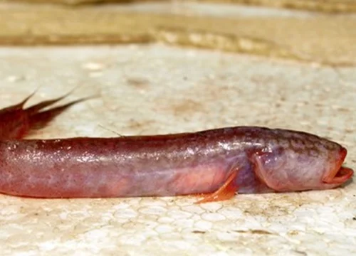 Đầu hơi dẹp đứng, mõm tù, mắt rất bé, nằm ẩn dưới da, thân tròn dài như con lươn, hàm hơi nhô ra, da trần. Sinh sống và phát triển chủ yếu ở các vùng sông, rạch thuộc các tỉnh miền Tây nam bộ trên hệ thống sông Cửu Long. Mặc dù kích thước nhỏ, nhưng loại cá này được rất nhiều người quan tâm và đã nhân giống để nuôi trong ao hồ.