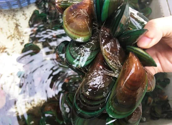 Sau khoảng 5-10 ngày, kiểm tra thấy hấu hết vẹm đã mọc tơ chân và bám chặt vào dãy nilon thì dùng kéo hoặc dao cắt bỏ túi. Thường xuyên kiểm tra giàn treo và dây treo, nếu có sự cổ phải được sửa chữa ngay. Khi vẹm lớn lên nếu thấy mật độ quá dày tìi dùng dao nhỏ hoặc kéo cắt tơ chân một số cá thể để tỉa cho chùm vẹm thưa hơn. số cá thể cắt ra lại cho vào túi như khi thả giống để tạo ra những dây treo mới..