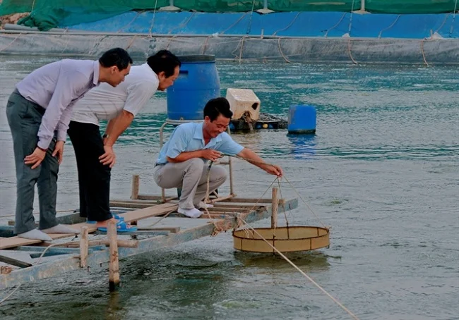 Thường xuyên theo dõi quá trình sinh trưởng và phát triển của cá mè hôi là điều mà bà con nông dân không thể bỏ qua. Dưới đây, là những lưu ý mà mọi người nên đọc nên quan tâm.