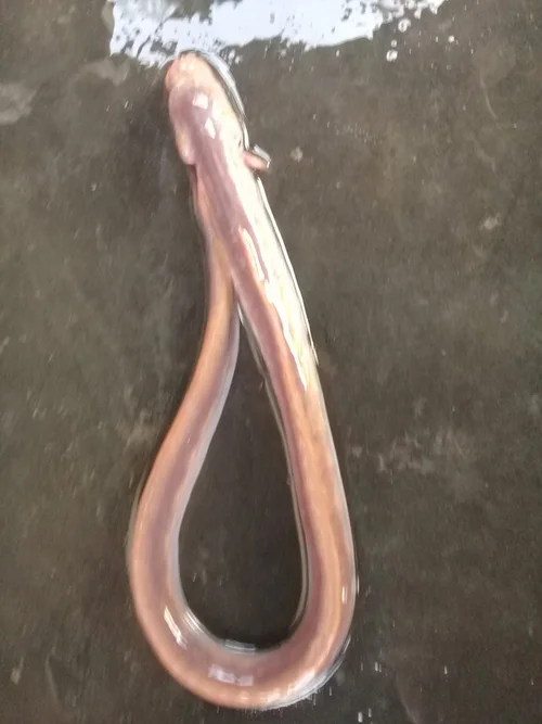 Kiểm tra tình trạng của cá ngày 1 – 2 lần. Kiểm tra lượng thức ăn thừa hay thiếu để điều chỉnh cho phù hợp. Kiểm tra lượng thức ăn thừa hay thiếu để điều chỉnh cho phù hợp. Kiểm tra xung quanh bờ, và cống có bị rò rỉ hay không. Màu ao có màu lá chuối non và vỏ đỗ là tốt nhất. Thời tiết thay đổi như nóng, nhiệt độ cao, trời âm u phải dừng bón phân.