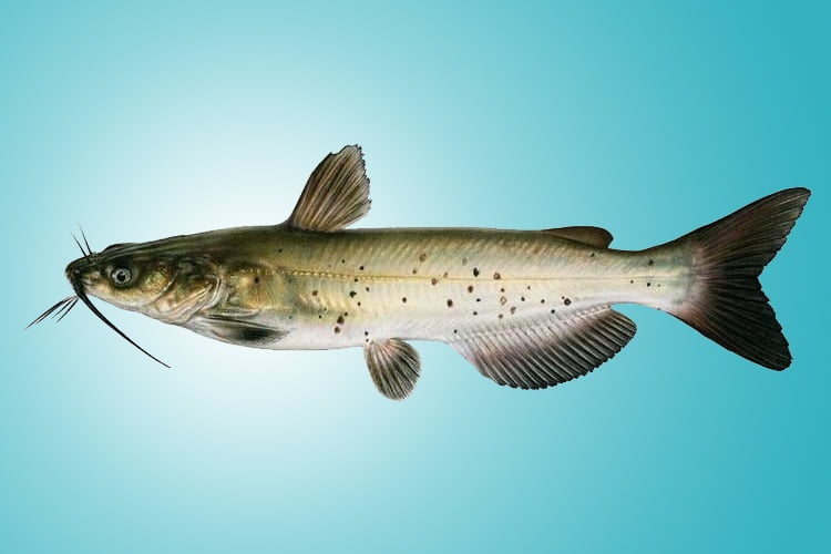 Cá nheo mỹ là loài cá bản địa của Châu Mỹ. Có tính ăn tạp, thân dài, hình trụ, da trơn, là loài cá rộng nhiệt nhưng nhiệt độ thích hợp để chúng phát triển là từ 22-30 ºC. Có sức sinh sản khá cao, cá cái trọng lượng từ 1.5-4.5 kg có thể sinh sản đến 2.900 – 3.100 trứng. Loài cá này có tốc độ tăng trưởng mạnh, sau 1 năm có thể đạt 1.4-2 kg. Tỷ lệ sống từ khi thả đến khi thu hoach cá cao, đạt 80-90%.