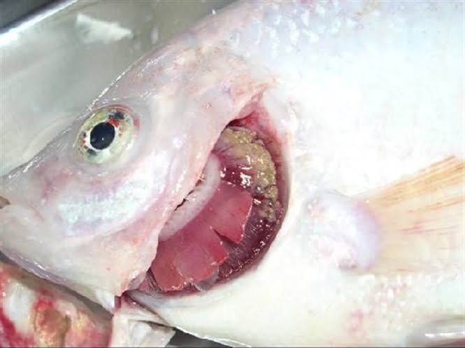 Bệnh thối mang - Gill rot Bệnh này ít gặp, nhưng khi bị bệnh thì rất nguy hiểm cho cá và làm cá chết nếu không điều trị kịp. Khi cá bị nhiễm bệnh nấm vây trên cá, cá sẽ có dấu hiệu hô hấp bất thường như thở gấp để lấy không khí. Các tơ mang và lá dính lại với nhau bởi chất nhầy và trên đó cũng xuất hiện các đốm trắng. Nguyên nhân của bệnh này là do nấm Branchiomyces, chúng tác động và có thể làm cho mang bị thối đi. Bệnh này thường xuất hiện khi cá bị stress mà nguyên nhân chủ yếu là do hàm lượng amoniac hoặc nitrat trong bể cao. Khi cá bị bệnh thì việc điều trị rất khó khăn và thường tỷ lệ thành công rất thấp.