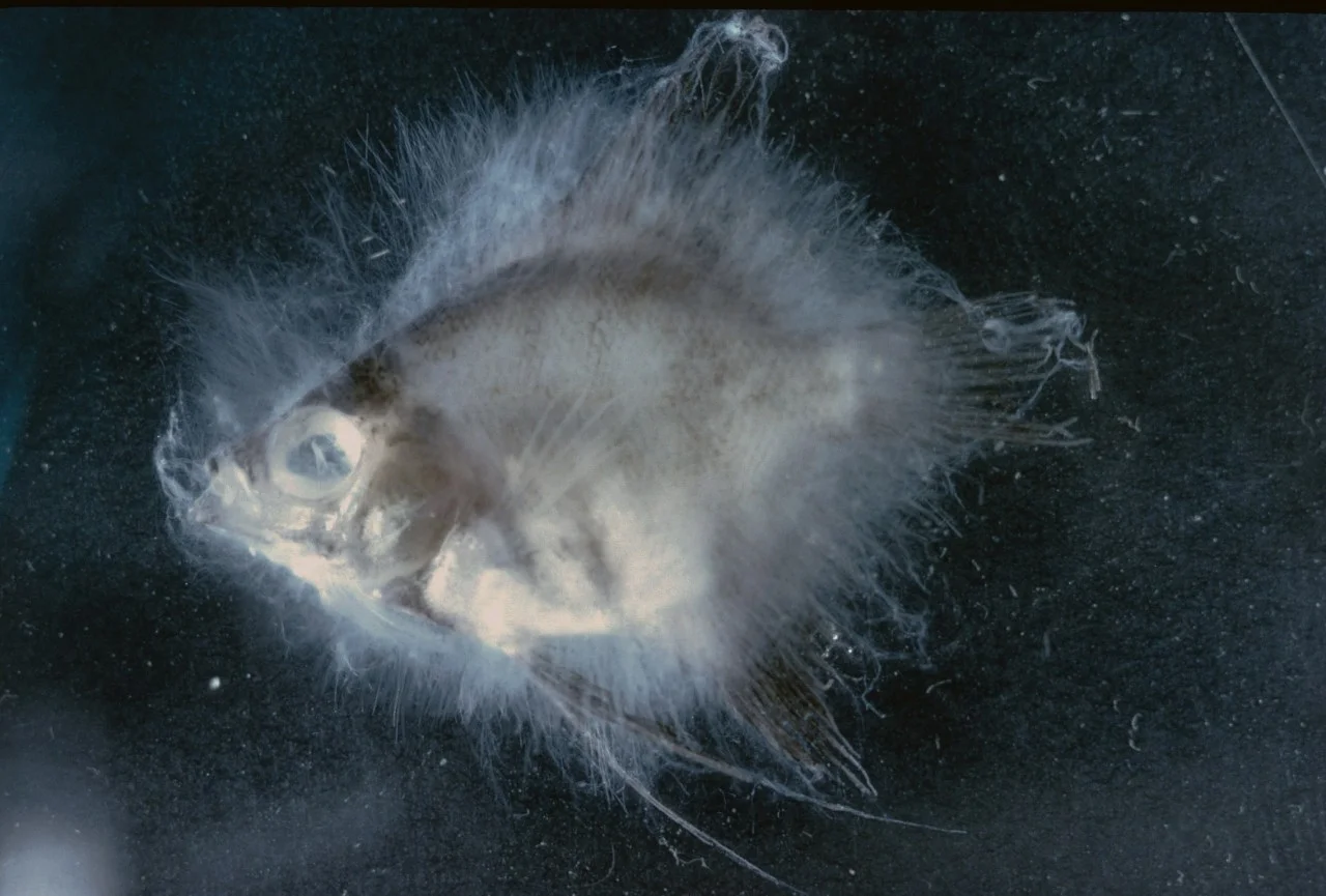 Nguyên nhân: Là một số loại nấm như: Leptolegnia, Aphanomices, Achlya.... Dấu hiệu bệnh lý: Trên da cá lúc đầu có những vùng trắng sáng. Cá bị bệnh thường bơi lội thất thường, thích cọ xát vào những vật thể ở trong nước dẫn đến trầy da. Phòng và trị bệnh: Trước mỗi mùa vụ cần dọn dẹp ao sạch sẽ, nuôi cá với mật độ thích hợp, duy trì nhiệt độ trong ao ổn định, tránh tác động cơ học vào cá.