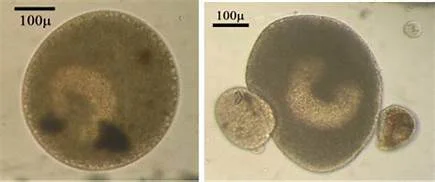 Nguyên nhân:Ký sinh trùng Ichthyophthirius multifiliis gây ra. Dấu hiệu: Khi cá bị bệnh trên thân thường xuất hiện những lấm tấm trắng như vảy nhót, nếu bệnh xuất hiện nặng cá sẽ xuất hiện những phần lở loét ở trên da. Cá bệnh sẽ xuất hiện những triệu chứng như lờ đờ, treo râu, nhào lộn, da nhợt nhạt. Điều trị: Tắm cho cá bằng hỗn hợp H2SO2 với lượng 70ml/m³ và axit acetic với lượng 30ml/m³ trong khoảng thời gian từ 5-10 phút.