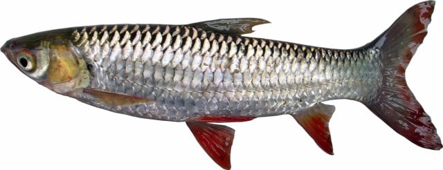 Cá rói mắt đỏ còn có tên gọi là cá chày mắt đỏ. Chúng có thân hình dài và tương đối tròn, vảy phủ đầy toàn thân. Bụng có màu trắng hoặc màu vàng nhạt và đặc biệt viền mắt có màu đỏ tươi. Ở ngoài tự nhiên loài cá này có độ tuổi sinh sản từ 1 năm trở lên. Cá rói mắt đỏ ngoài tự nhiên chủ yếu sinh sống ở khu vực thủy vực nước, suối và hồ chứa từ Trung Quốc đến phía Bắc của Việt Nam.