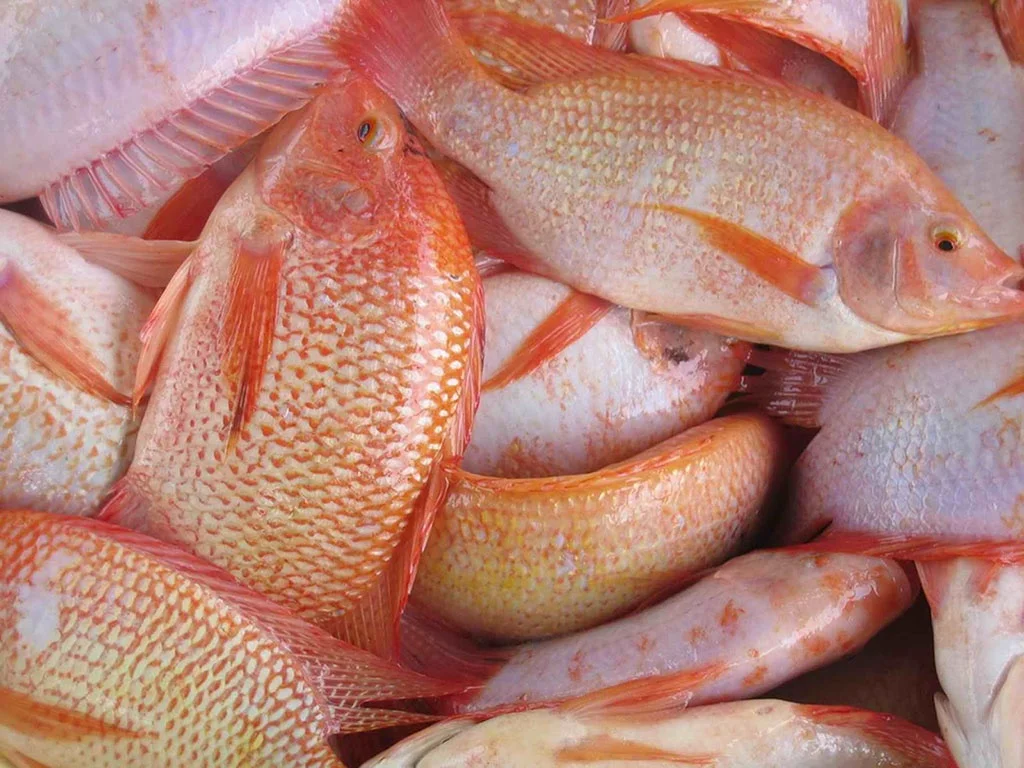 Giá cá diêu hồng ở các tỉnh miền Nam Cà Mau: giá cá diêu hồng là 28.000 - 45.000 đồng/1kg. Vĩnh Long: giá cá diêu hồng là 25.000 - 40.000 đồng/1kg. Đồng Tháp: giá cá diêu hồng là 25.000 - 40.000 đồng/1kg. Trà Vinh: giá cá diêu hồng là 25.000 - 40.000 đồng/1kg. Bến Tre: giá cá diêu hồng là 25.000 - 40.000 đồng/1kg. Giá cá diêu hồng hôm nay ở các tỉnh miền Trung Nghệ An: giá cá diêu hồng là 28.000 - 45.000 đồng/1kg. Bình Định: giá cá diêu hồng là 28.000 - 45.000 đồng/1kg. Bình Thuận: giá cá diêu hồng là 28.000 - 45.000 đồng/1kg. Đắk Lắk: giá cá diêu hồng là 28.000 - 45.000 đồng/1kg. Quảng Ngãi: giá cá diêu hồng là 28.000 - 45.000 đồng/1kg. Giá cá diêu hồng hôm nay ở các tỉnh miền Bắc Quảng Ninh: giá cá diêu hồng là 28.000 - 45.000 đồng/1kg. Hà Giang: giá cá diêu hồng là 28.000 - 45.000 đồng/1kg. Điện Biên: giá cá diêu hồng là 28.000 - 45.000 đồng/1kg. Bắc Kạn: giá cá diêu hồng là 28.000 - 45.000 đồng/1kg. Lai Châu: giá cá diêu hồng là 28.000 - 45.000 đồng/1kg.