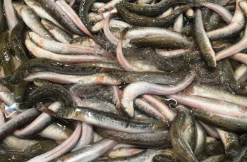 Bạn đã nắm được bản tin về giá cá kèo hôm nay chưa?