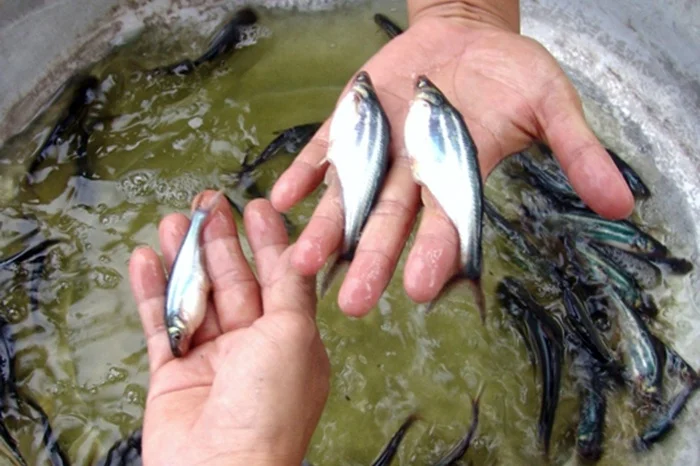 Đầu tiên, nên chọn con giống ở những cơ sở uy tín để đảm bảo chất lượng. Khi chọn con giống, chọn những con có màu sắc đồng đều, không dị hình dị tật, bơi lội linh hoạt. Chọn con giống có trọng lượng từ 6-7g. Không nên thả với mật độ dày quá, điều này có thể ảnh hưởng đến sự sinh trưởng và phát triển của cá. Nên thả giống vào sáng sớm hoặc chiều muộn. Điều này giúp cá không bị sốc nhiệt.