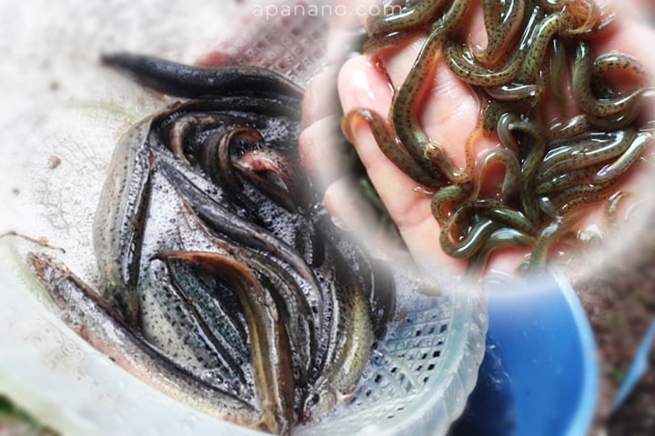Tìm những cơ sở có uy tín để chọn mua giống. Nên chọn những con giống có màu sắc đồng đều, bơi lội linh hoạt, khỏe mạnh, không bị dị hình dị tật. Mật độ thả con giống nên từ 30-50con/m², không nên thả quá dày vì điều này có thể ảnh hưởng đến sự phát triển cảu cá chạch bùn. Nên thả vào sáng sớm hoặc chiều muộn để cá không bị sốc nhiệt. Có thể tắm cá chạch bằng Povidine với liều lượng 5ml/m³.