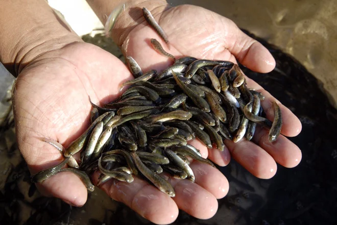 Để mô hình nuôi cá rói mắt đỏ thành công, nên chọn con giống ở những cơ sở có uy tín. Khi chọn con giống nên chọn con khỏe mạnh, bơi lội linh hoạt, màu sắc đồng đều, không bị trầy da. Trong lúc vận chuyển cẩn thận không để cá bị xây xát và cung cấp đủ lượng oxy cần thiết. Không thả cá quá dày, điều này có thể ảnh hưởng đến quá trình sinh trưởng và phát triển của cá. Nên thả cá vào sáng sớm hoặc chiều muộn để cá không bị sốc nhiệt.