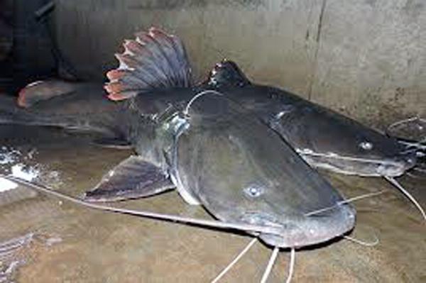  “Thần tài thủy sản “Mô hình nuôi cá quất mang lại lợi nhuận khủng