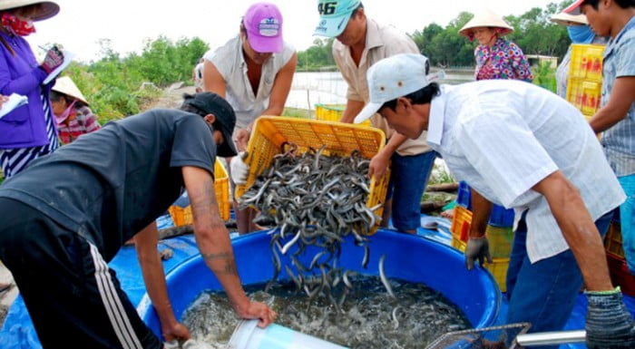 Giá cá kèo ở các tỉnh miền Nam Cà Mau: giá cá kèo là 100.000 - 120.000 đồng/1kg. Vĩnh Long: giá cá kèo là 100.000 - 120.000 đồng/1kg. Đồng Tháp: giá cá kèo là 100.000 - 120.000 đồng/1kg. Trà Vinh: giá cá kèo là 100.000 - 120.000 đồng/1kg. Bến Tre: giá cá kèo là 100.000 - 120.000 đồng/1kg. Giá cá kèo hôm nay ở các tỉnh miền Trung Nghệ An: giá cá kèo là 120.000 - 150.000 đồng/1kg. Bình Định: giá cá kèo là 120.000 - 150.000 đồng/1kg. Bình Thuận: giá cá kèo là 120.000 - 150.000 đồng/1kg. Đắk Lắk: giá cá kèo là 120.000 - 150.000 đồng/1kg. Quảng Ngãi: giá cá kèo là 120.000 - 150.000 đồng/1kg. Giá cá kèo ở các tỉnh miền Bắc Quảng Ninh: giá cá kèo là 120.000 - 150.000 đồng/1kg. Hà Giang: giá cá kèo là 120.000 - 150.000 đồng/1kg. Điện Biên: giá cá kèo là 120.000 - 150.000 đồng/1kg. Bắc Kạn: giá cá kèo là 120.000 - 150.000 đồng/1kg. Lai Châu: giá cá kèo là 120.000 - 150.000 đồng/1kg.