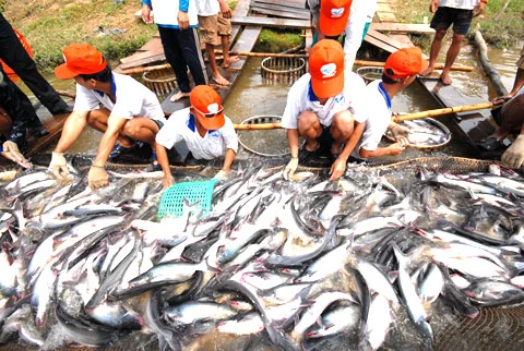 Cập nhật giá cá tra mới nhất hôm nay