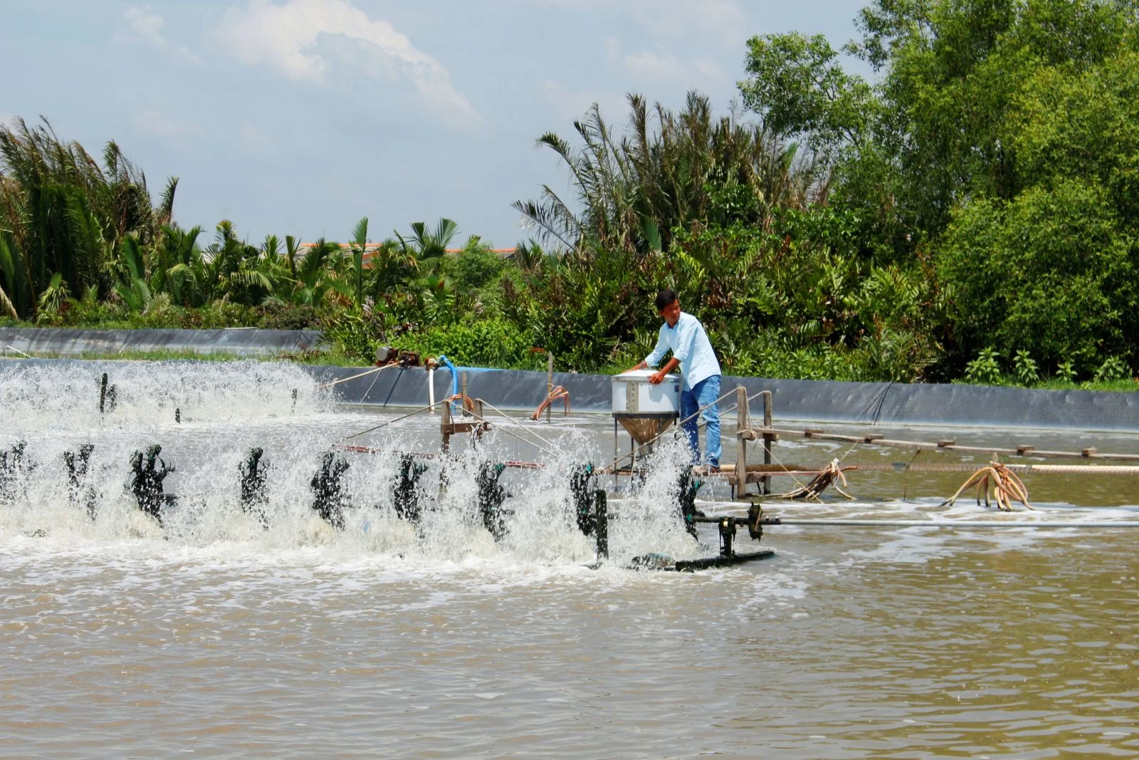 Giải pháp và cách phòng chống để vùng nuôi tôm lớn nhất nước ta ngày càng phát triển mạnh. Hướng dẫn người chăn nuôi chọn giống, các biện pháp phòng chống bệnh dịch nguy hiểm đối với tôm. Nguồn tôm giống phải được kiểm soát chặt chẽ xử lý nghiêm ngặt các trường hợp vận chuyển, buôn bán không hợp pháp. Giám sát các bệnh nguy hiểm trên tôm. Xử lý dịch bệnh nhanh chóng kịp thời hiệu quả. Cảnh báo môi trường nuôi về độ pH của nước, độ mặn, độ kiềm, nhiệt độ. Kiểm tra xử lý vận chuyển tôm giống không đúng quy định. Kiểm soát nguồn thuốc thú y, dịch bệnh thủy sản. Trao đổi và chia sẻ thông tin thường xuyên với các chuyên gia, và các tỉnh cùng chăn nuôi.