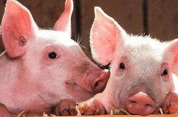 "Giá heo hơi hôm nay" khiến nhiều người hoang mang