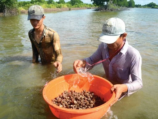 Để bắt đầu một chu trình chăn nuôi mang lại hiệu quả tốt, chúng ta phải lưu ý đến môi trường mà sò huyết sẽ tiếp xúc và sống tốt ở đó. Và đó chính là ao nuôi, một trong những những điều cần được quan tâm nhất trong cách chăn nuôi. Chuẩn bị ao nuôi Thiết kế ao nuôi  Thiết kế ao nuôi hình chữ nhật. Xung quanh bờ ao phải đắp chắc chắn, chiều rộng mặt bờ dài khoảng 2 - 2,5m, đáy bờ chiếm từ 3 - 3,5m, chiều cao của bờ tầm 1,2 - 1,5m. Xây dựng thêm mương bao bọc xung quanh trong bờ ao. Diện tích khoảng 15 - 20% bãi nuôi. Có tác dụng ngăn chặn các sinh vật có hại xâm nhập vào, nhờ được lọc lại bằng bùn, cát và các tạp chất khác làm nước trong sạch. Ngoài ra còn có tác dụng, điều chỉnh nhiệt độ trên bãi nuôi. Trước bãi nuôi và đối diện bãi cống xây bờ ngăn cao khoảng 0,6m, bề mặt 0,6m. Cách bãi nuôi chừng 1,5m, cách cửa cống 1,5m. Làm phân tán và giảm lưu tốc dòng chảy của nước từ cống cấp vào, tránh tình trạng bãi nuôi bị xói mòn. Xử lý ao nuôi Trước khi tiến hành lấy nước vào ao nuôi, bạn cần sên vét ao, mương nuôi. Thông qua túi lọc để hạn chế trứng các sinh vật gây hại xâm nhập vào ao nuôi sò huyết. Gây màu nước cho ao nuôi, giai đoạn đầu này tạo nguồn thức ăn tự nhiên (tảo), sau 2 -3 ngày bắt đầu diệt tạp, diệt khuẩn cho sò khi mới thả giống. Có thể diệt tạp chất bằng cách: dùng dây thuốc cá (10 - 15kg/1.000 m3 ); Saponin (10 - 15kg/1.000m3 ); gây màu dùng phân vô cơ DAP, Ure nhằm tạo môi trường tốt (3 - 5 kg/1.000m3 ). Chọn con giống cho kỹ thuật cách nuôi sò huyết Nguồn giống Được chủ yếu lấy từ giống tự nhiên. Trước khi tiến hành lấy giống, bạn cần phải điều tra, dự báo diện tích bãi giống và xác định trữ lượng giống có thể chủ động trong sản xuất. Thời điểm thích hợp lấy giống tốt nhất là khi phát hiện giống khoảng 10 - 15 ngày (giống cỡ 25.000 - 30.000 con/kg). Nhận biết giống sò tốt có màu sắc trắng hồng không lẫn tạp vật và các sinh vật gây hại. Có 2 cách lấy giống: Lấy giống lúc bãi cạn và lấy giống lúc bãi ngập nước. Vận chuyển giống Dùng phương pháp giữ ẩm để vận chuyển giống. Tránh để sò tiếp xúc với nguồn nước ngọt đặc biệt là nước mưa. Thời gian dành để vận chuyển không quá 6 tiếng. Được đựng trong cập đệm hoặc bao bố, để nơi thoáng mát vận chuyển bằng tàu thuyền hay xe. Nhiệt độ thấp, thời gian cho phép vận chuyển lâu hơn và tỉ lệ sống cao hơn. Mật độ thả giống Nên thả loại giống số lượng khoảng 500 - 800 con/kg với mật độ thả giống trung bình từ 100 - 150 con/m2 là phù hợp. Giống thả quá nhỏ sẽ rất dễ thất thoát. Nguồn thức ăn trong chăn nuôi Ccá loài tảo đơn bào chính là nguồn thức ăn thích hợp cũng như là nguồn dinh dưỡng chính dành cho sò huyết. Thuộc các nhóm tảo là tảo xanh, tảo khuê, và tảo vàng. Quy trình quản lý kỹ thuật cách nuôi sò huyết Sau khi thả nuôi cần phải thường xuyên có người quản lý, kịp thời chỉnh sửa đê bao của đầm nuôi. Tránh để nước bị rò rỉ ra bên ngoài, điều tiết lượng nước trong đầm. Định kỳ, cứ 15 ngày thay nước một lần, kiểm tra sự phát triển của sò, làm sạch môi trường sống. Đặc biệt các sinh vật gây hại, các loài Musculus senhousia và rong bún Enteromorpha spp,... Cần san thưa định kỳ 2 - 3 tháng/lần tạo điều kiện một môi trường mới để phát triển tốt. Mặc dù hạn chế việc sử dụng hóa chất nhưng vào những ngày trời mưa lớn dai dẳng, nên bón vôi CaCO3 liều lượng 10 - 15kg/1.000m2 . Luôn có một thời gian cụ thể hằng tháng để kiểm tra mức tăng trưởng của sò huyết. Các đối tượng khác trong ao nuôi, các yếu tố môi trường pH, độ mặn, độ kiềm, độ trong...để đưa ra hướng giải quyết kịp thời. Không những quan tâm môi trường bên trong cần chú ý đến các yếu tố môi trường ngoài kênh cấp nước và luôn thay nước để ổn định ao nuôi. Những điều cần lưu ý Nếu mật độ sò huyết quá dày, thì lượng thức ăn sẽ cung cấp không đủ làm sò sinh trưởng chậm hơn, ảnh hưởng đến sản hượng. Chúng ta sẽ chuyển bớt một lượng sò tới nuôi ở một đầm khác. Màu sắc ao nuôi có màu đen hoặc hơi nâu chưa nhiều sinh vật làm nguồn thức ăn, chúng sẽ sinh trưởng nhanh. Mặt bãi màu xanh hoặc vàng các loại tảo mọc quá dày, vô ích. Hằng này kiểm tra thường xuyên bãi sò, các hệ thống lưới, che chắn,... Thu hoạch sò huyết sau quá trình chăn nuôi Với lượng mật độ thả nuôi như trên, thì chăn nuôi sò huyết sau 8 - 9 tháng sẽ thu hoạch được. Đạt thương phẩm khoảng 60 - 70 con/kg. Sò huyết giống thả 1.000 - 1.200 con/kg thời gian nuôi 12 -18 tháng thu hoạch, sò đạt 60 - 70 con/kg. Áp dụng 2 hình thức thu hoạch là thu dứt điểm và thu tỉa. Phương pháp thủ công thường được dùng nhiều nhất trong sò huyết nuôi. Bằng cách rút nước trong ao còn 1/3, sau đó mò bắt
