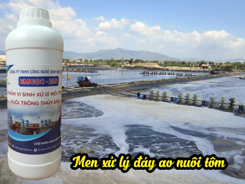 Để tăng cường nâng cao năng suất và hiệu quả trong việc nuôi trồng thủy hải sản. Men vi sinh hiện nay là sự lựa chọn được ưu tiên và sử dụng rộng rãi nhất. Với những công dụng như xử lý đáy, hỗ trợ làm sạch nguồn nước, vô cùng lành tính không ảnh hưởng đến vi sinh có lợi. Ngược lại còn cung cấp thêm lượng lớn vi sinh có ích. Đây được xem là loại thuốc thần kỳ, chiếm hữu được lòng tin của nhiều người dân trong nuôi trồng thủy hải sản lâu năm. Vậy trong loại men vi sinh này gồm những thành phần nào được người dân mua và sử dụng rộng rãi như vậy. Cùng thuyhaisan tìm hiểu phần tiếp theo dưới đây nhé. Tìm hiểu thành phần của men vi sinh Mang trong mình 2 thành phần chính là chất dinh dưỡng và vi khuẩn. Top những loại vi khuẩn có ích không thể bỏ qua như: Nitrobacter, Nitrosomonas, Bacillus sp,... Dưỡng chất: muối magie, muối canxi và đường cùng nhiều nhiều dưỡng chất khác. Tồn tại dưới 2 dạng: dạng bột và dạng lỏng (nước). Tuy nhiên dạng bột vẫn được bán chạy và ưa chuộng hơn. Vì lượng vi khuẩn có lợi trong men vi sinh dạng nước ít hơn vi sinh dạng bột. Căn cứ theo đó cũng phân chia men ra làm 2 chủng loại: Loại trộn vào thức ăn và loại sử dụng để xử lý môi trường. Lợi ích tuyệt vời của men vi sinh mang đến cho thủy hải sản Không chỉ với việc dùng để làm sạch mà vi sinh còn giúp nâng cao sức đề kháng. Đặc biệt các loại thủy sản như loài cá và tôm. Thúc đẩy quá trình tiêu dùng thức ăn cho vật nuôi. Cân bằng đôh pH trong môi trường nước nuôi (từ 8.0 - 8.3). Lọc và làm sạch màu nước. Lượng thức ăn dư thừa, lượng phân tôm hay vật nuôi, bùn đáy ao, cùng chất hữu cơ sẽ được men vi sinh thủy sản giữ lại. Tạo môi trường mới ổn định, giảm lượng Natri, Nitrit. Ngăn được mùi hôi từ khí độc, kiểm soát được sự váng kết bùn đáy ao và bề mặt nước. Giúp nâng cao sức đề kháng và sức khỏe của vật nuôi. Ngăn chặn mầm bệnh phát triển, từ đó giảm ô nhiễm môi trường.