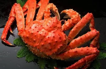 Cua hoàng đế đỏ ( Red King Crap ) thường sống ở vùng nước nông, nước ấm. Chúng có kích thước phần mai rộng khoảng 27cm và phần chân dài khoảng 2m. Red King Crap là loài có màu nổi bật nhất trong số tất cả loại cua hoàng đế. Red King Crap được bao phủ bởi một lớp vỏ cứng cáp và có màu đỏ rực. Một con cua hoàng đế đỏ trưởng thành có thể đạt cân nặng từ 12-15kg. Loài cua này được đánh giá là có chất lượng thịt chắc và ngon nhất. Thịt cua vẫn giữ được hương vị ngọt thơm, mọng nước và vô cùng đậm vị dù được chế biến bằng cách nào. Chính vì thế giá cua hoàng đế đỏ thuộc vào top đắt đỏ.