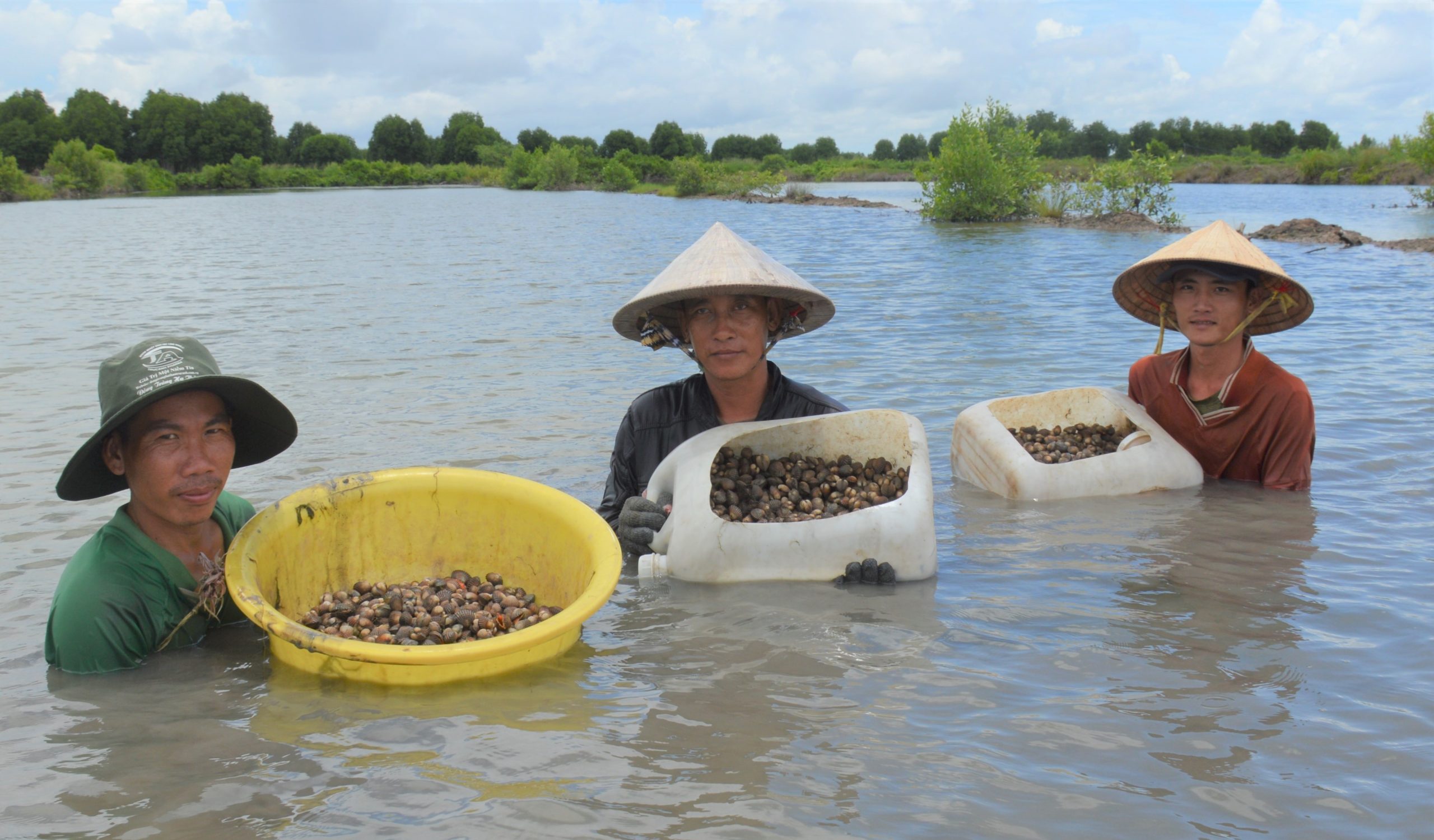 cách nuôi sò huyết