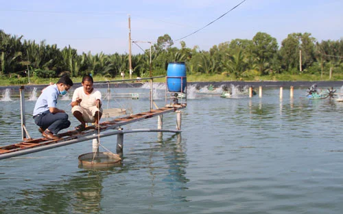 Cần thay và xử lý lý nước thải kịp thời. Kiểm tra kỹ nguồn thức ăn để tránh các bệnh khiến cần đước chậm lớn. Trong quá trình nuôi nếu phát hiện cần đước bị thương ở bên ngoài. Có thể sử dụng nước sạch hoặc bột khô hoặc nước muối sinh lý 0,9% và độ cồn dưới 70 độ để xử lý. Cần bổ sung dinh dưỡng cần thiết bằng cách đổi khẩu phần ăn. Cho chúng ăn thêm một số loại thức ăn như: Đậu hà lan, dâu tây, cà chua trộn tép...