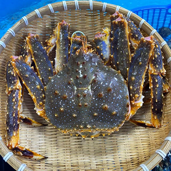 Blue King Crap có kích thước nhỏ hơn Red King Crap, chúng thường sinh sống ở vùng biển lạnh. Loại cua này có màu nâu đặt trưng, được tô bởi những đốm nhỏ màu xanh lam cùng với những chiếc càng chứa đầy móng vuốt sắc bén. Tuy chất lượng thịt của cua hoàng đế xanh không thể sánh bằng cua hoàng đế đỏ, những chúng vẫn có một hương vị đặt chưng. Hương vị ngọt, thơm ngon của chúng vẫn là điểm nổi bật, thu hút nhiều thực khách trên thế giới.