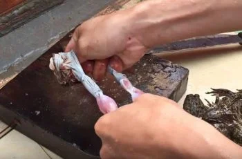 Muốn chế biến được món ăn tươi ngon thì đầu tiên khâu nguyên liệu phải đảm bảo tươi sống. Vì thế chỉ nên mua ếch nguyên con còn sống là tốt nhất. Nhưng việc sơ chế nguyên liệu cần nắm rõ một số mẹo sau để hạn chế mùi tanh của ếch. Đầu tiên là dùng tay giữ ếch, sau đó cắt đi phần đầu của ếch. Dùng tay lột sạch da ếch từ chỗ vết cắt, dùng lực một ít là có thể lột được ngay. Bạn có thể giữ hoặc vứt da ếch tùy vào nhu cầu và ý muốn sử dụng. Loại bỏ toàn bộ nội tạng, đường gân máu và xương sống, đây là phần bẩn nhất của ếch. Dùng rượu trắng và gừng đã giã nát sát lên thịt ếch. Sau đó rửa lại nước sạch để khử mùi tanh một cách hiệu quả.