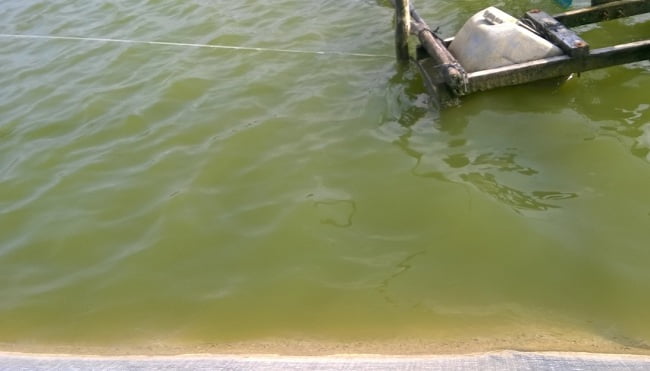Nhân tố đặc biệt ảnh hưởng đến màu nước ao nuôi Đây được xem là chỉ số để đánh giá các yếu tố môi trường ao nuôi cảnh báo đối với sức khỏe của thủy hải sản. Nguyên nhân chính mà màu nước ao nuôi có màu là do các hợp chất hữu cơ hòa tan hay không hòa tan gây nên. Hoặc với sự phát triển mạnh của tảo. Một số màu thường gặp Màu xanh nhạt (đọt chuối non): Dưới sự phát triển của tảo lục (Chlorophyta). Đặc biệt trong môi trường nước ngọt hoặc nước lợ. Đây được xem là màu nước hoàn hảo nhất để chăn nuôi thủy hải sản, ngoài việc đóng vai trò mạnh trong chuỗi thức ăn. Còn ổn định các yếu tố thủy lý - hóa trong ao. Giảm bớt được lượng khí độc trong ao nhờ hấp thụ các chất hữu cơ tốt. Người chăn nuôi cần phải giữ gìn màu nước xanh nhạt này. Sẽ giúp các loài thủy sản phát triển tốt hơn. Màu xanh đậm (xanh rêu): Tảo lam (Cyanophyta) phát triển trong môi trường nước ngọt, lợ, mặn. Nếu sử dụng loại ao nuôi màu này, cần phải có biện pháp làm giảm lượng tảo. Bởi vì, tảo lam nếu sử dụng quá lượng cho phép có nguy cơ tiết ra chất độc làm chết cá. Và chúng còn có thể gây thiếu oxy về đêm do tảo hô hấp quá mức. Màu vàng nâu (màu nước trà): Dưới sự phát triển của tảo silic (Bacillariophyta). Thường phát triển mạnh ở những đầu vụ nuôi. Là màu nước thích hợp nhất để nuôi trồng thủy hải sản trong môi trường nước lợ, mặn. Màu vàng cam (màu gỉ sắt): Màu nước này xuất hiện khi các ao nuôi mới đào trên vùng đất phèn. Đất phèn tiềm tàng bị oxy hóa tạo thành các váng sắt tạo ra màu cam. Thế nên nếu dùng màu nước ao nuôi này cần phải khử phèn trước khi thả nuôi. Nếu đang nuôi thì cần phải rải thêm vôi trên bờ. Để tránh việc giảm pH đột ngột khi trời mưa. Màu nâu đen: Chứa nhiều hợp chất hữu cơ. Thường xuất hiện ở các ao nuôi có hệ thống cấp, thoát nước không tốt. Cần chú ý quản lý tốt môi trường. Cho ăn đảm bảo vừa đủ, không để hàm lượng oxy hòa tan ở mức quá thấp. Thay nước thường xuyên, kết hợp sử dụng chế phẩm sinh học, hóa chất. 