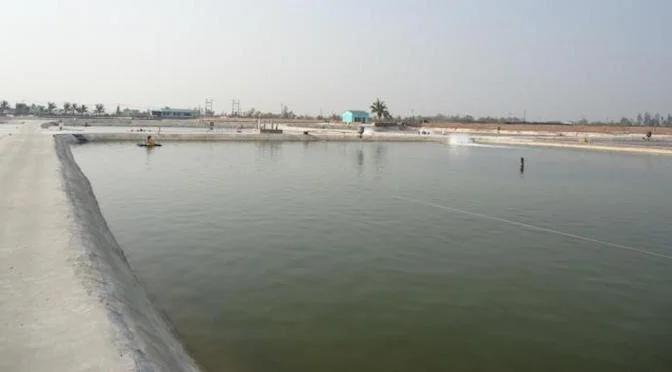 Giải pháp khắc phục màu nước ao nuôi Màu nước ao nuôi mang màu xanh đặc trưng của tảo và màu nâu của vi khuẩn. Màu bã trà là màu của hỗn hợp tảo và vi khuẩn. Đây chính là màu nước phản ánh đúng hiện thực tình trạng hiện tại chất lượng nguồn nước trong ao. Từ đó chúng ta có thể đưa ra những biện pháp điều chỉnh kịp thời mang lại điều kiện tốt nhất cho thủy hải sản. Điều chỉnh lượng tảo cho phù hợp. Không được quá dày, cũng không thưa quá. Nó liên quan trực tiếp đến độ trong, mật độ tảo tối ưu cho nước nuôi thủy sản với độ trong 30 -35 cm. Đầu vụ nuôi việc gây màu nước được ưu tiên thực hiện trước khi thả vật nuôi. Muốn duy trì màu nước lâu dài phải đảm bảo duy trì màu nước trong môi trường ổn định. Phải đảm bảo điều kiện là độ sâu của áo >1 m. Các phương pháp khi thực hiện và những điều cần lưu ý Cần phải sát trùng nguồn nước bằng Chlorine để đảm bảo tiêu diệt mầm bệnh sau khi lấy nước vào ao cần sát trùng. Sau đó gây màu bằng việc bón phân, cám gạo, bột đậu nành, mật đường. Dùng khoáng hỗn hợp, hoặc tốt nhất dùng men vi sinh chuyên dùng gây màu nước. Cần kiểm tra và điều chỉnh các thông số trước khi gây màu như pH (7,5 - 8,5), độ kiềm (80 - 150 ppm), NH3 (<0,1 mg/l), H2S (<0,03 mg/l). Hằng tháng 5 - 7 ngày, bổ sung men sinh vào ao nuôi vi khuẩn có lợi phát triển. Phân hủy chất hữu cơ còn tồn đọng trong ao, hấp thụ và ngăn chặn sự hình thành khí độc trong ao nuôi. Định kỳ 10 ngày bón vôi CaCO3 hoặc Dolomite, mỗi lần 10 - 20 kg/ha để tăng độ kiềm và pH nước. Mật độ tảo trong ao dày thì có thể dùng hợp chất giảm phospho, men vi sinh hoặc dùng BKC với liều lượng thích hợp để cắt tảo. Chú ý men sau 48 giờ. Quản lý cho ăn chặt chẽ tránh cho ăn thừa để hạn chế ô nhiễm môi trường, ảnh hướng đến chất lượng nước. Trên đây chính là những thông tin về màu nước ao nuôi bạn đang đọc. Các nhân tố, phương pháp và những điều cần chú ý về màu nước tóm gọn trong bài viết này. Màu nước ảnh hưởng rất lớn đến việc chăn nuôi, thông qua đó mà người chăn nuôi dễ nhận biết vấn đề. Từ đó, hướng giải quyết đưa ra một cách dễ dàng hơn. Người chăn nuôi không chỉ biết cách chăn nuôi là đủ. Mà còn phải biết về những nguy hiểm sẽ ảnh hưởng đến nguồn thủy hải sản của mình. Sau khi đọc bài viết này chúc các bạn sẽ thành công hơn và cảm ơn các bạn rất nhiều.