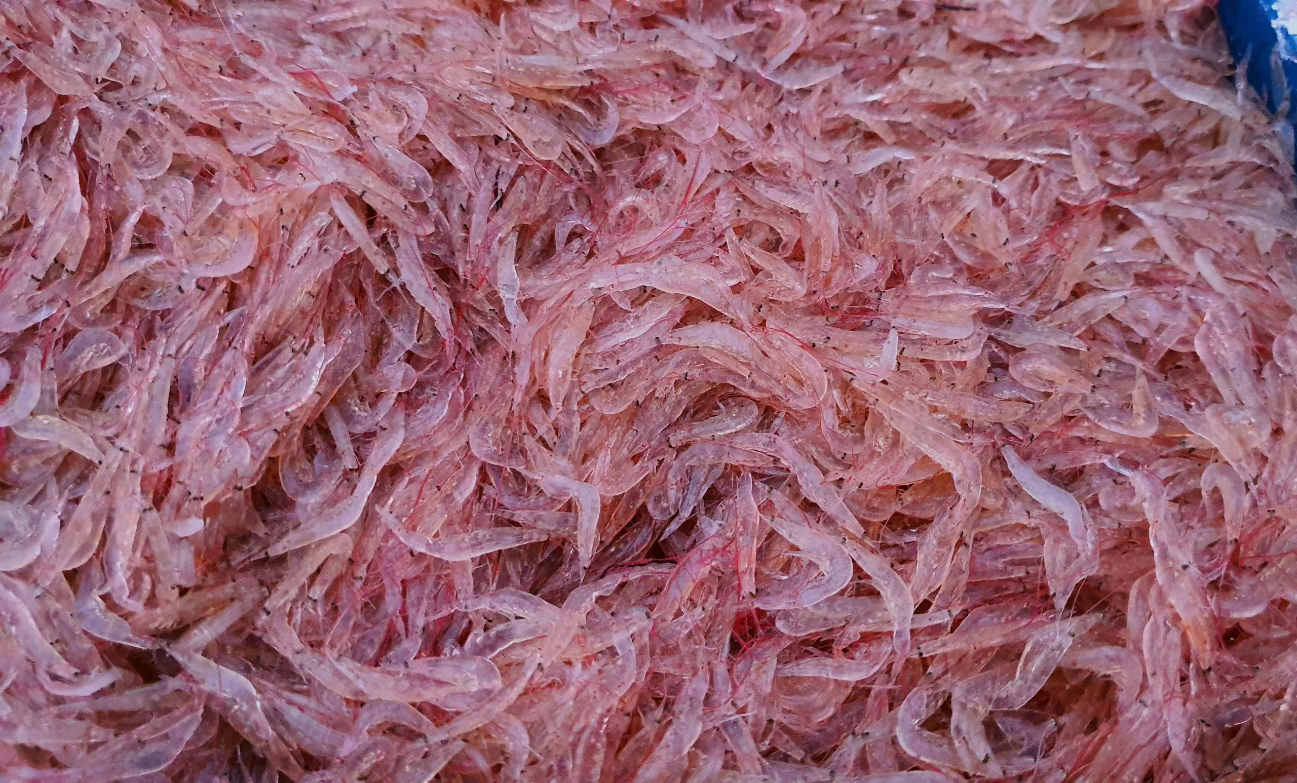 Con ruốc biển hay còn tên gọi khác là tôm trắng nhỏ, tôm nước, da tôm. Nó là một loài động vật giáp xác thuộc họ tôm anh đào. Cơ thể của ruốc biển nhỏ và phẳng, trán ngắn. Phần thân của đầu và ngực bị thủng bằng mắt và gan. Chúng chỉ có ba đôi chân đi bộ ở phía trước, đó là những chiếc kìm rất nhỏ và hai đôi cuối cùng biến mất. Chiều dài trung bình từ 3-4cm. Một điều thú vị là cơ thể của chúng không màu và trong suốt. Hầu hết các loại ruốc được phân bố ở quần đảo Ấn-Malay, phân phối dọc theo bờ biển của Nhật Bản, Bắc Triều Tiên và Hàn Quốc.