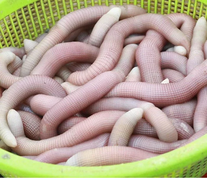 Sá sùng hay còn có tên gọi khác là sa sùng, trùn biển, địa sâm, sâu đất... Chúng có hình dạng tương tự như những con giun đất mang dáng vẻ khổng lồ và đầy màu sắc.