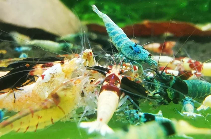 Bí kíp cách nuôi tép cảnh khỏe mạnh và cho màu rực rỡ