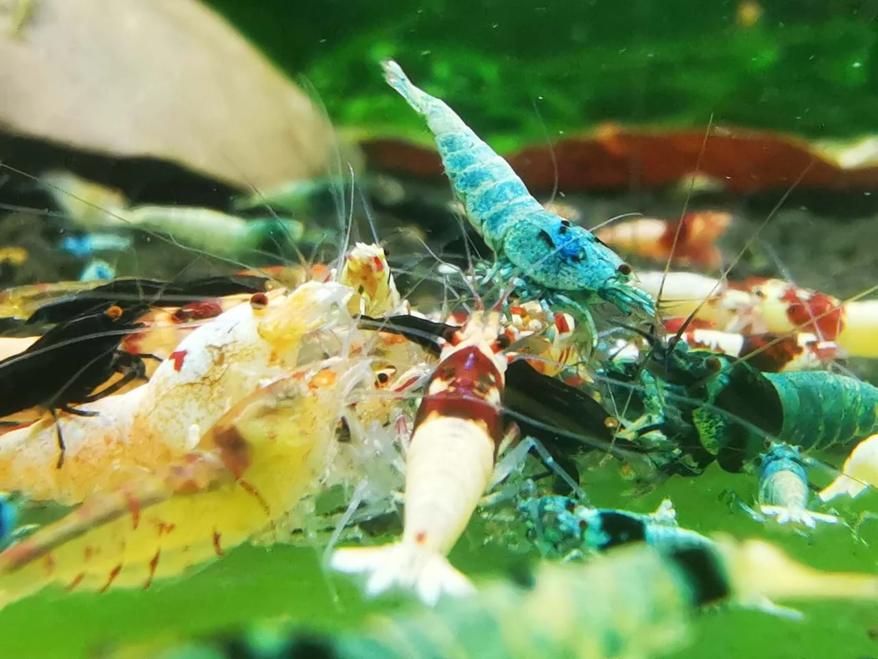 Tép cảnh hay tép thủy sinh là một thuật ngữ chung cho nhiều loại tép. Chúng hay sống trong vùng nước dày đặc thực vật. Tép cảnh có kích thước rất nhỏ, chỉ khoảng 3-4cm và có màu sắc cơ thể rất đa dạng. Trong bể có xuất hiện một vài chú tép cảnh bơi lội sẽ trông nổi bật hơn rất nhiều. Tiêu biểu một số giống tép nổi bật như: tép đỏ, tép RC, Red cherry, tép Ong,... Điều là những giống tép rất dễ nuôi, giá rẻ và dễ chăm sóc.