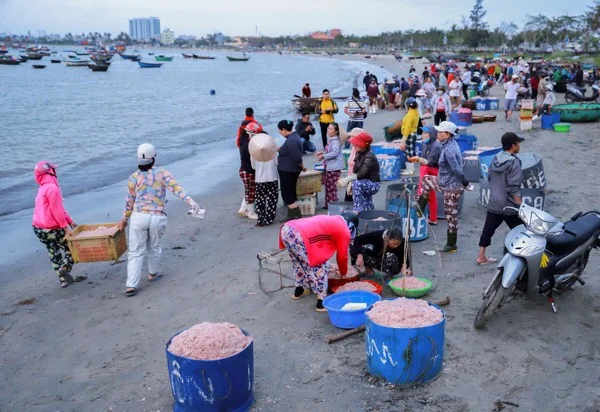 Nhiều người nông dân không quá quan tâm đến việc thu hoạch ruốc biển sao cho đúng kỹ thuật. Nhưng thực ra, đây là một bước rất quan trọng cần phải làm thật tốt để đảm bảo cho chất lượng của ruốc biển. Khi thu hoạch cần phải tránh mạnh tay, ruốc biển phải có trọng lượng thích hợp.