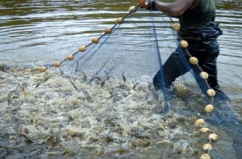 Để giúp vùng nuôi tôm lớn nhất Việt Nam phát triển mạnh mẽ, có thể áp dụng các giải pháp và biện pháp phòng chống sau: Nâng cao chất lượng giống tôm: Đầu vào chất lượng là quan trọng nhất. Cần đầu tư vào nghiên cứu, phát triển và cung cấp giống tôm chất lượng cao, khỏe mạnh, chống lại các bệnh tật và có khả năng chịu nhiệt độ, môi trường. Quản lý chất lượng nước: Dùng công nghệ tiên tiến để giữ cho nước ao luôn trong tình trạng sạch, oxy hóa và đảm bảo mức pH ổn định. Điều này giúp giảm nguy cơ nhiễm bệnh và tăng cường tăng trưởng của tôm. Áp dụng công nghệ nuôi tiên tiến: Sử dụng các công nghệ hiện đại như nuôi trồng thủy sản tái tạo (recirculating aquaculture system - RAS), nuôi tôm trên nền đất, hoặc kết hợp giữa nuôi tôm với cây trồng (aquaponics) để tối ưu hóa diện tích và tăng hiệu suất sản xuất. Chăm sóc sức khỏe cho tôm: Thực hiện các biện pháp phòng trị bệnh hiệu quả, bao gồm tiêm vắc xin, sử dụng men vi sinh phòng bệnh, và theo dõi sức khỏe tôm định kỳ. Quản lý chất thải: Áp dụng biện pháp xử lý chất thải hiệu quả như sử dụng hệ thống xử lý nước thải, tái chế phân bón từ chất thải tôm, và giảm thiểu ô nhiễm môi trường từ hoạt động nuôi tôm. Đào tạo và nâng cao nhận thức: Đào tạo người nuôi tôm về các kỹ thuật nuôi tôm tiên tiến và biện pháp phòng chống bệnh tật để nâng cao hiệu suất sản xuất và chất lượng sản phẩm. Hợp tác kinh doanh: Thúc đẩy việc hợp tác giữa các nhà nuôi tôm, các nhà khoa học, chính phủ và các tổ chức phi chính phủ để chia sẻ kinh nghiệm, tài nguyên và công nghệ, từ đó tạo điều kiện thuận lợi cho sự phát triển bền vững của ngành nuôi tôm.