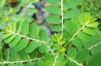 Cây chó đẻ và những công dụng thần kỳ bạn không thể không đọc